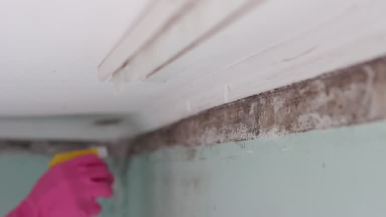 Asbestos and Lead Testing During Mold Inspection in Carle Place, NY